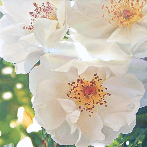 �u���z�̌��͎��������������߂�v�@S50���@�L�����o�X�ɖ���